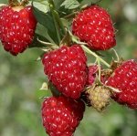Малина ремонтантная Бриллиантовая 1 шт