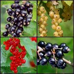 Don&#039;t worry, plant a berry😄 смородина, облепиха, малина