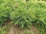 Можжевельник андора компакта