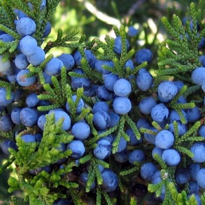 Саженцы декоративных кустарников: можжевельник, гортензия