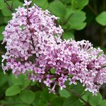 Саженцы декоративных кустарников: сирень, гортензия