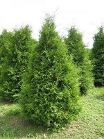 Туя брабант 40-60см