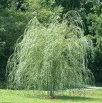 Ива плакучая