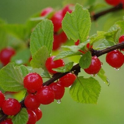 Саженцы плодовых кустарников: смородина, крыжовник, малина🍓 — Виноград, вишня