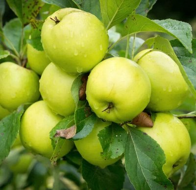 Саженцы плодовых кустарников: смородина, вишня, малина🍓 — Груша, яблоня