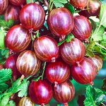 Крыжовник розовый