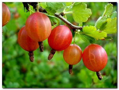 Саженцы плодовых кустарников: смородина, вишня, малина🍓 — Крыжовник