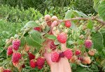 Малина рем брянское диво