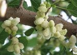 Шелковица