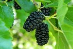Шелковица черная