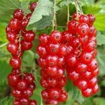 Смородина кр мармеладная