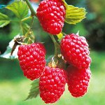 Саженцы плодовых кустарников: смородина, облепиха, малина🍓