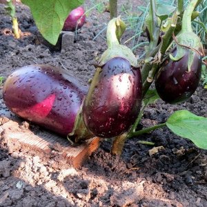 Баклажан Бомбовоз 0,3г А