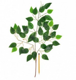 Ветка листья фикуса зеленая 65 см