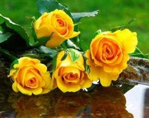 "Желтые розы"