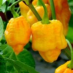 Острый перец Trinidad Moruga Scorpion Yellow