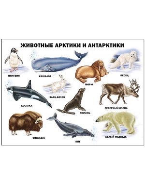 Плакат. животные арктики и антарктики