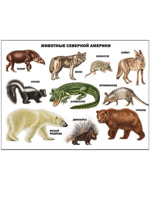 Плакат. животные северной америки