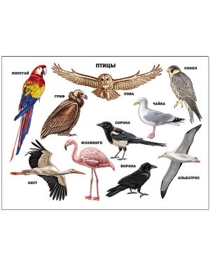Плакат. птицы