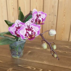 Phal Размер растения 2,5", адаптированный цветущий