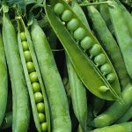 Горох Первенец овощной, сахарный, раннеспелый 10гр