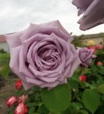 Роза спрей «Мами Блю»