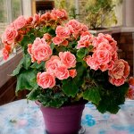 Бегония Camelia каскадная