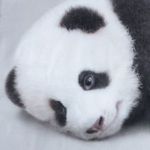 Постельное бельё «Этель» Funny panda, 1.5 сп., 143x215 см., 150x214 см., 50x70 см. - 1 шт., 100% xл., бязь