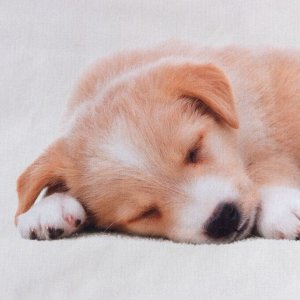 Постельное бельё «Этель» Cute dog, 1.5 сп., 143x215 см., 150x214 см., 50x70 см. - 1 шт., 100% xл., бязь