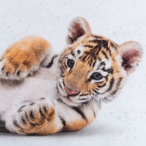 Постельное бельё Этель 1,5 сп "Little tiger" 143x215 см, 150x214 см, 50x70 см -1 шт, 100% xл, бязь