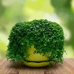 Мята  для выращивания в контейнере  Мини минт 3др АСТ