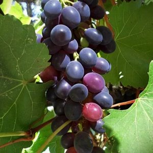 Виноград Август