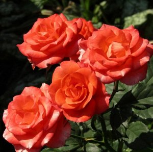 Роза Алегрия