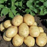 Семенной картофель &quot;Гала&quot;, 10кг