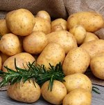 Семенной картофель &quot;Гала&quot;, 10кг