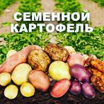 Ликвидация! 💥 Семенной картофель и Лук-севок