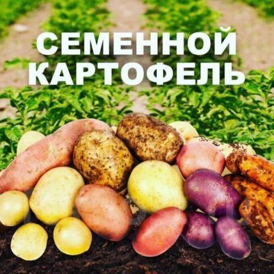 Ликвидация! Семенной картофель и Лук-севок