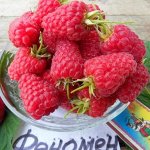 Малина ремонтантная Феномен