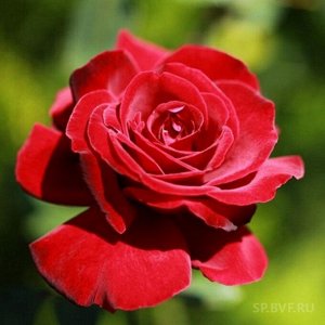 Роза почвопокровная Ред Вельвет