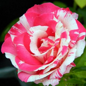 Роза чайно-гибридная Сатина