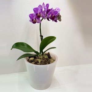 Горшок для цветов London Orchid Mini 125 мм, 1 л ING1552БЛПЕРЛ белый перламутровый