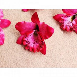 Орхидея Каттлея  7см, 5шт