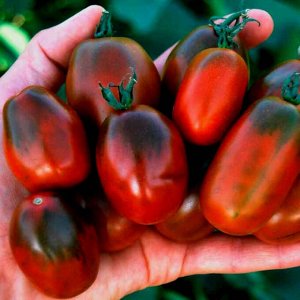 Семена Черный мавр  томат