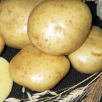 Семенной картофель &quot;Крепыш, 10кг