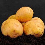 Семенной картофель &quot;Адретта&quot;. 10 кг
