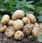 Семенной картофель &quot;Адретта&quot;. 10 кг