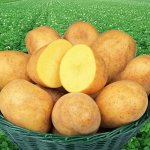 Семенной картофель &quot;Адретта&quot;, 5 кг