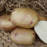 Семенной картофель &quot;Жуковский&quot;, 2кг