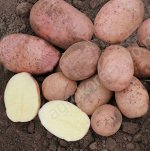 Семенной картофель &quot;Жуковский&quot;, 10кг