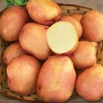 Семенной картофель &quot;Жуковский&quot;, 5кг